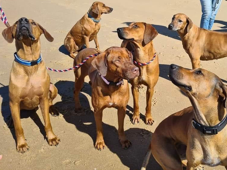 Support & Fundraising